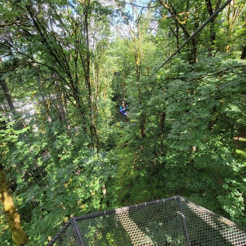 Seven Zip Lines Through The Forest Canopy Seven Zip Lines Through The Forest Canopy