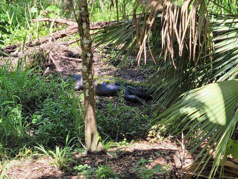 Wild Pigs And Unexpected Encounters Along The Path