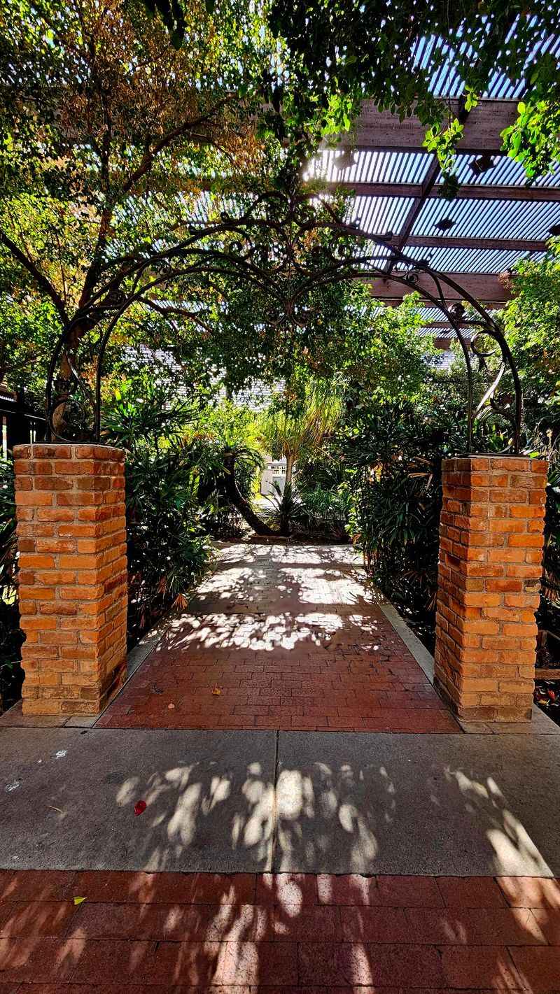 Shade Trees That Feel Like A Desert Gift