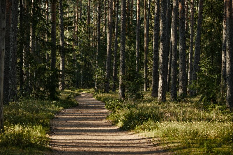 Shaded Forest Stretches