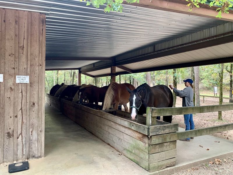 Calm Well Trained Horses Matched To Rider Experience