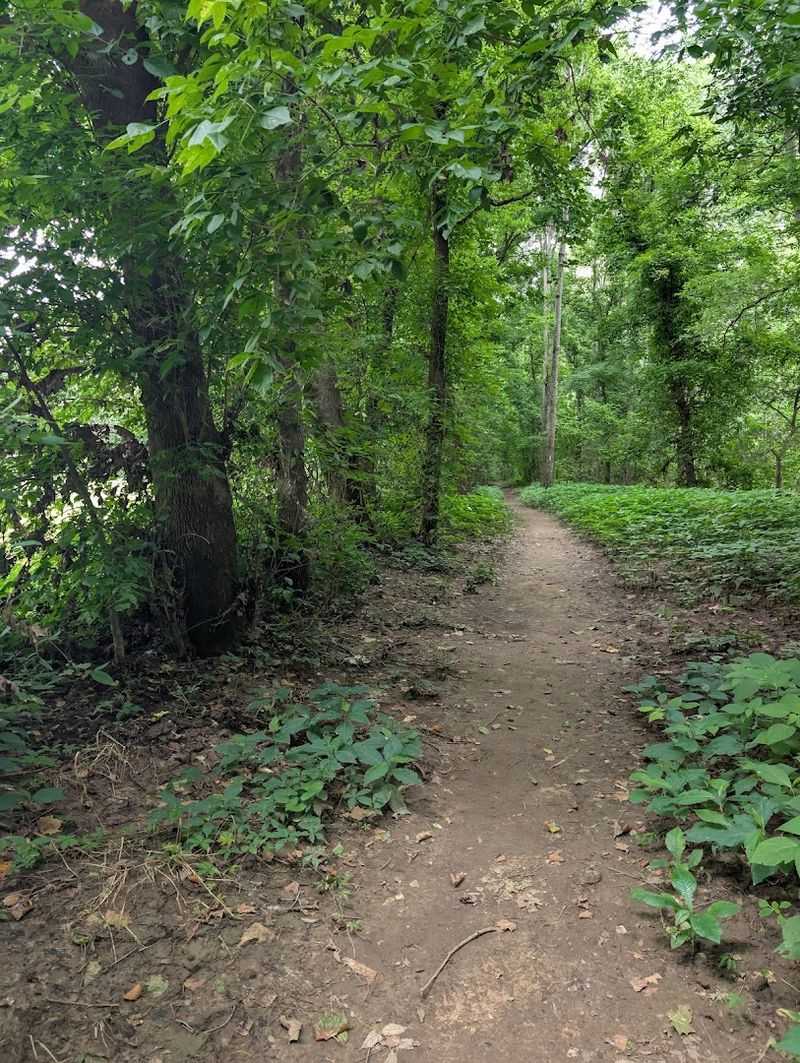 Shaded Pathways Through Classic Arkansas Forest