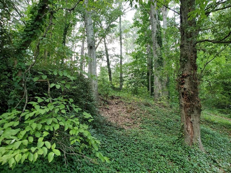 Shaded Stretches Through Quiet Woodlands
