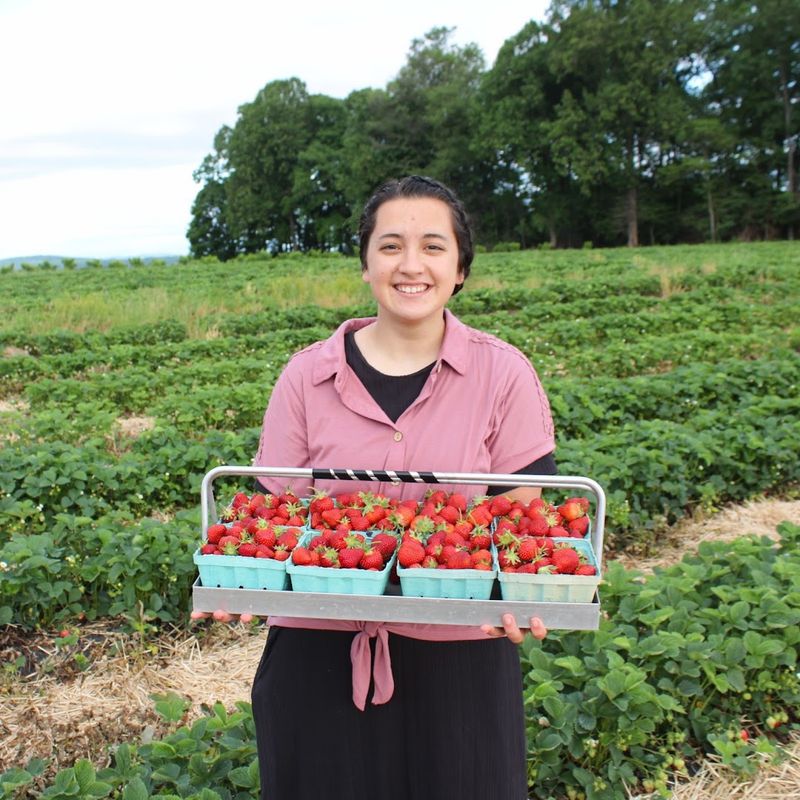 Brecknock Orchard, Mohnton