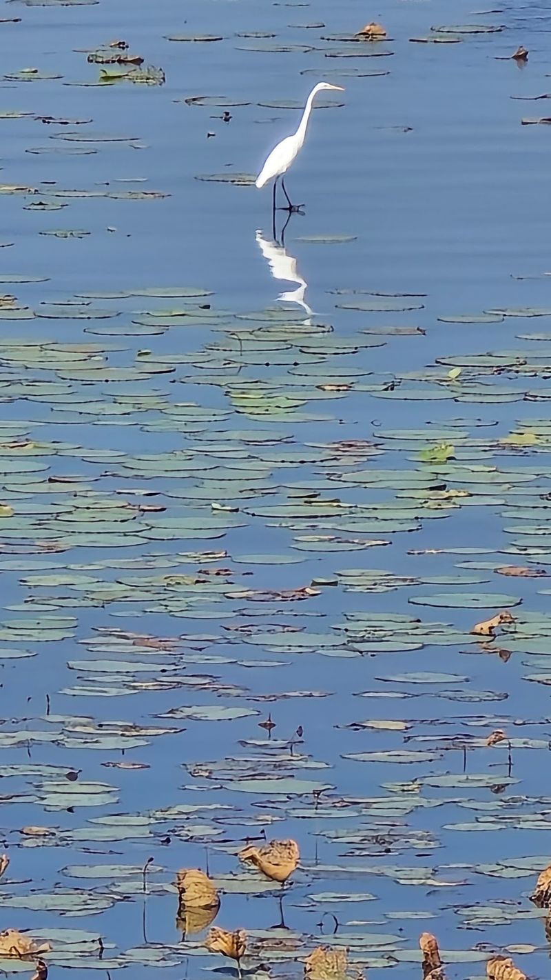 Shallow Backwaters Keep The Shoreline Wild