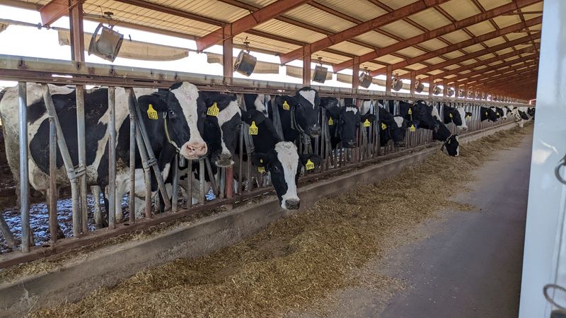 Shamrock Farms Tour, Stanfield, Arizona