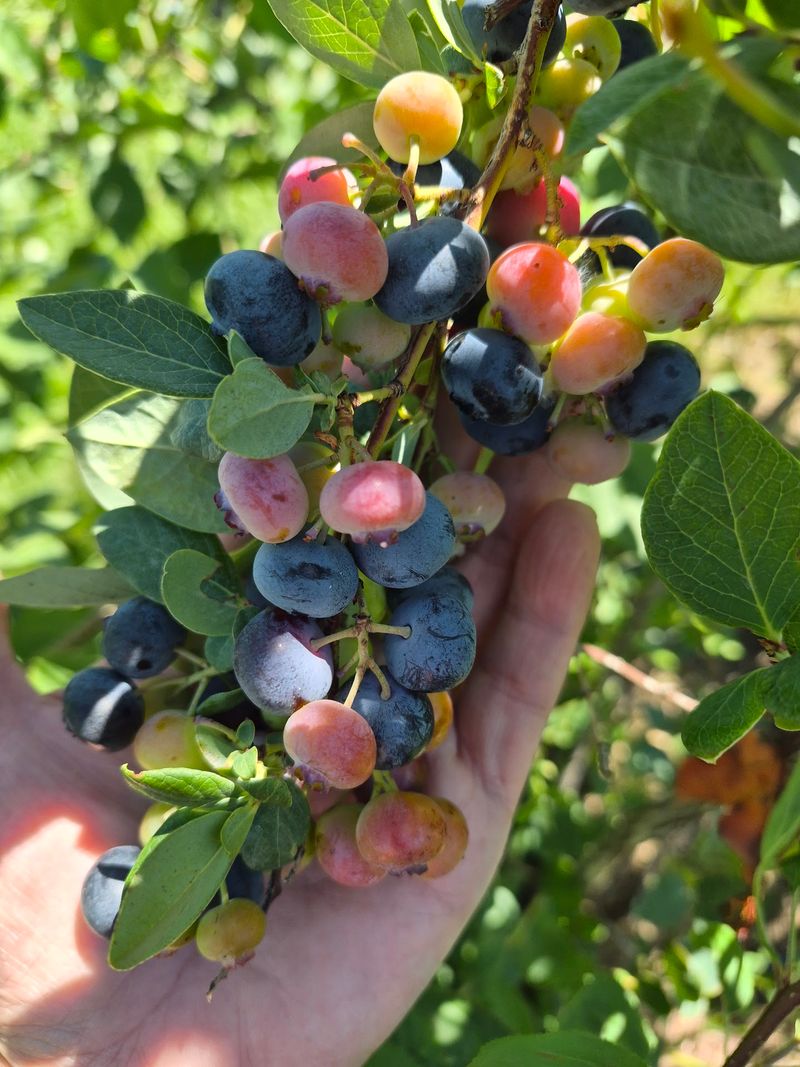 Sharaf U-Pick Orchard & Flower Garden, Yakima, WA