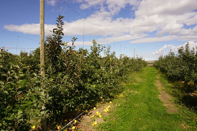 Sharaf U-Pick Orchard & Flower Garden, Yakima, WA