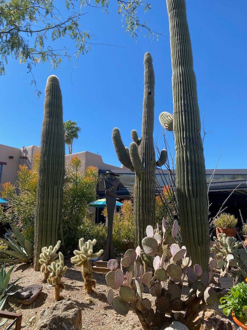 Desert Landscaping That Doubles as Decor