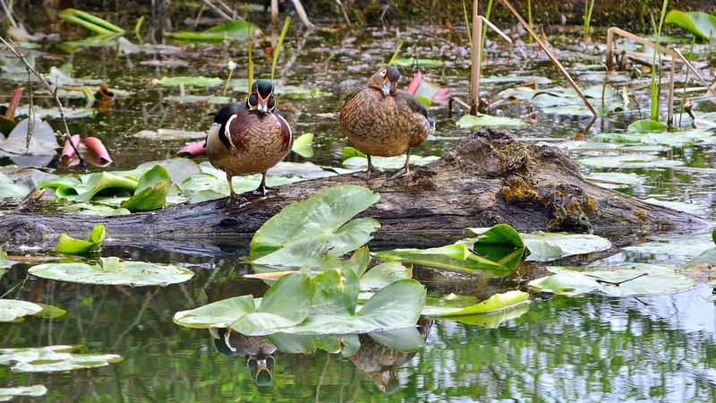 Best Times to Visit for Maximum Wildlife Activity