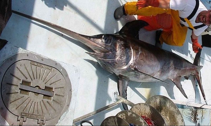 Swordfish: The Mercury Sponge