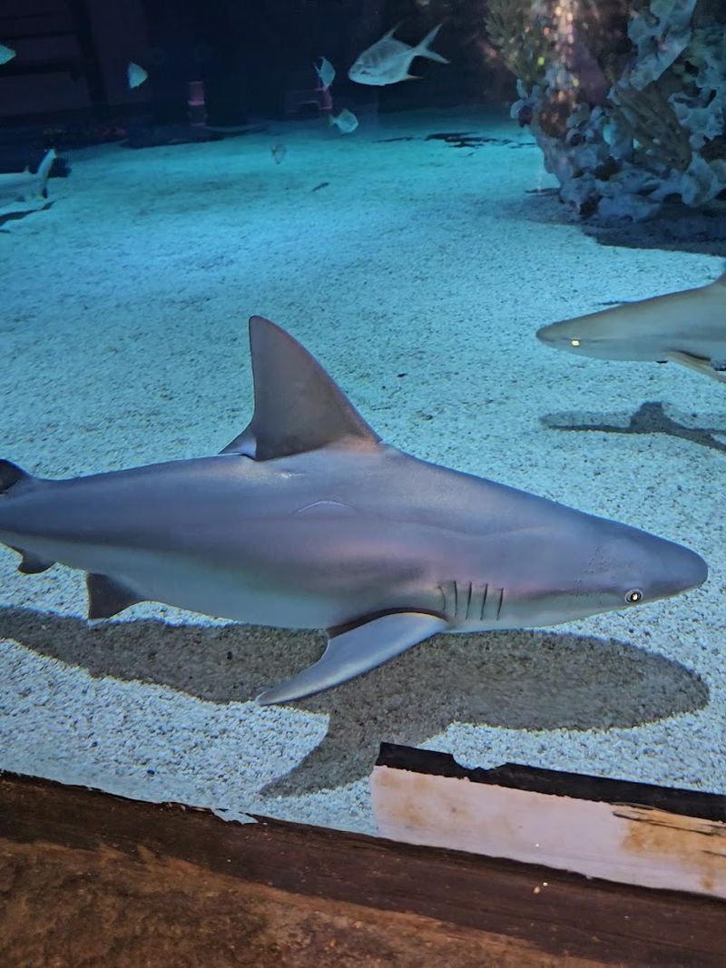 Sharks Cruise Behind The Glass