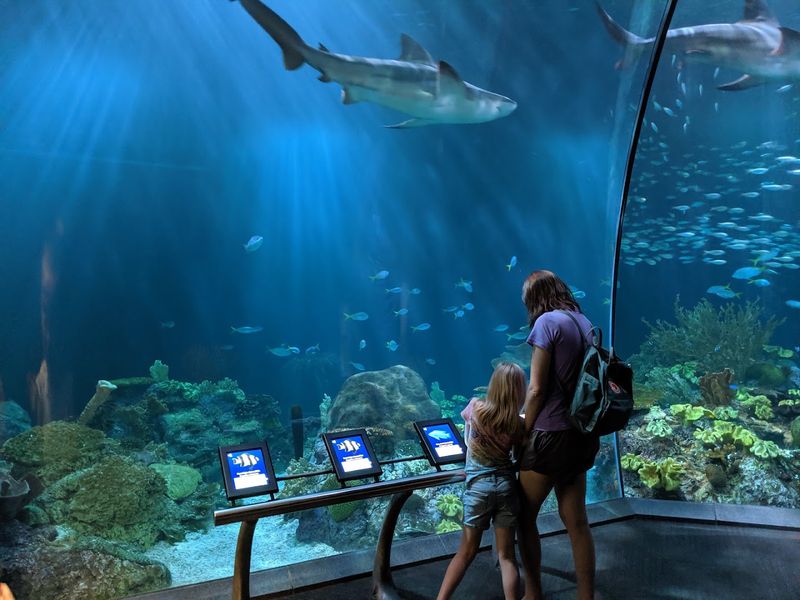 Sharks Surround Your Senses In This Wild 4-D Experience
