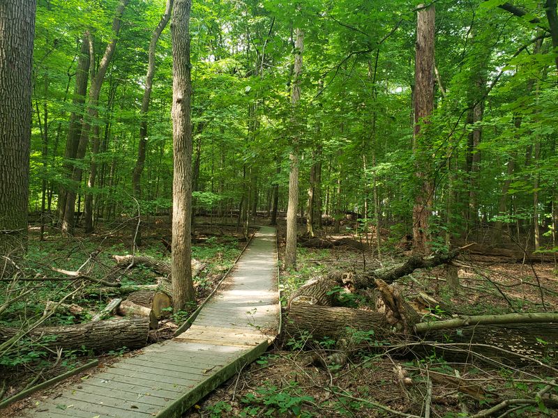 Johnson Woods Boardwalk Trail – Johnson Woods State Nature Preserve, Near Marshallville