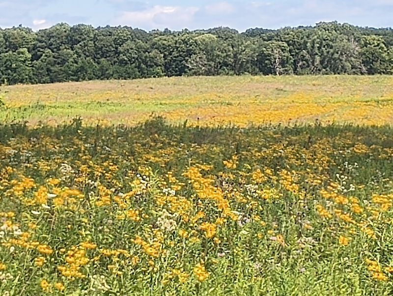 Midewin National Tallgrass Prairie
