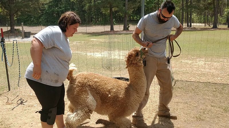 Shearing Day Is A Fascinating Behind-The-Scenes Event Shearing Day Is A Fascinating Behind-The-Scenes Event