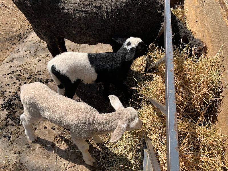 Sheep, Chickens, And Barnyard Characters Worth Slowing Down For