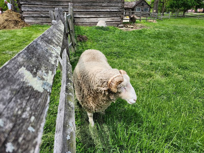 Sheep, Chickens, And Other Barnyard Scene-Stealers