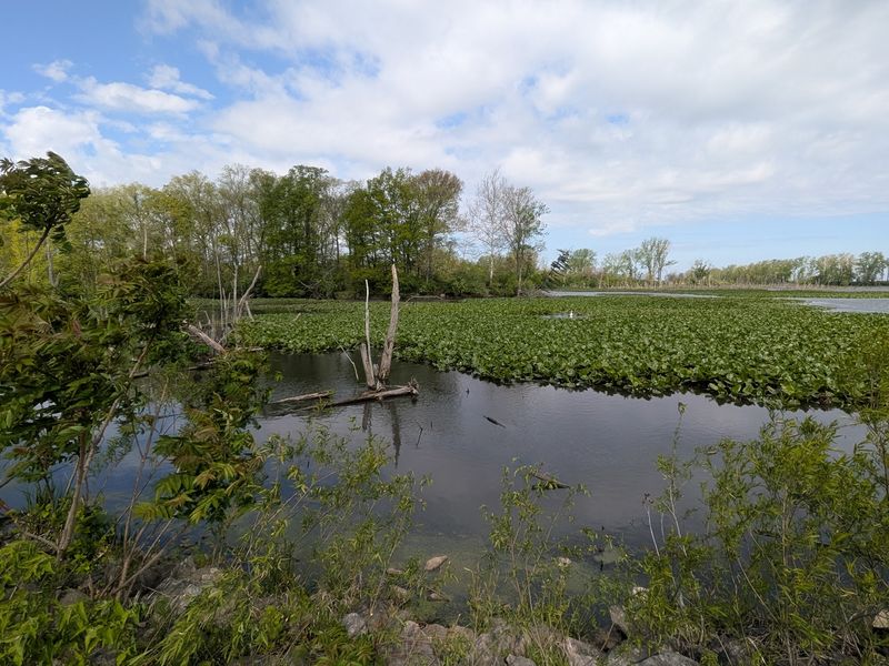 Sheldon Marsh State Nature Preserve, Huron