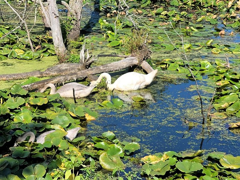 Sheldon Marsh State Nature Preserve, Huron