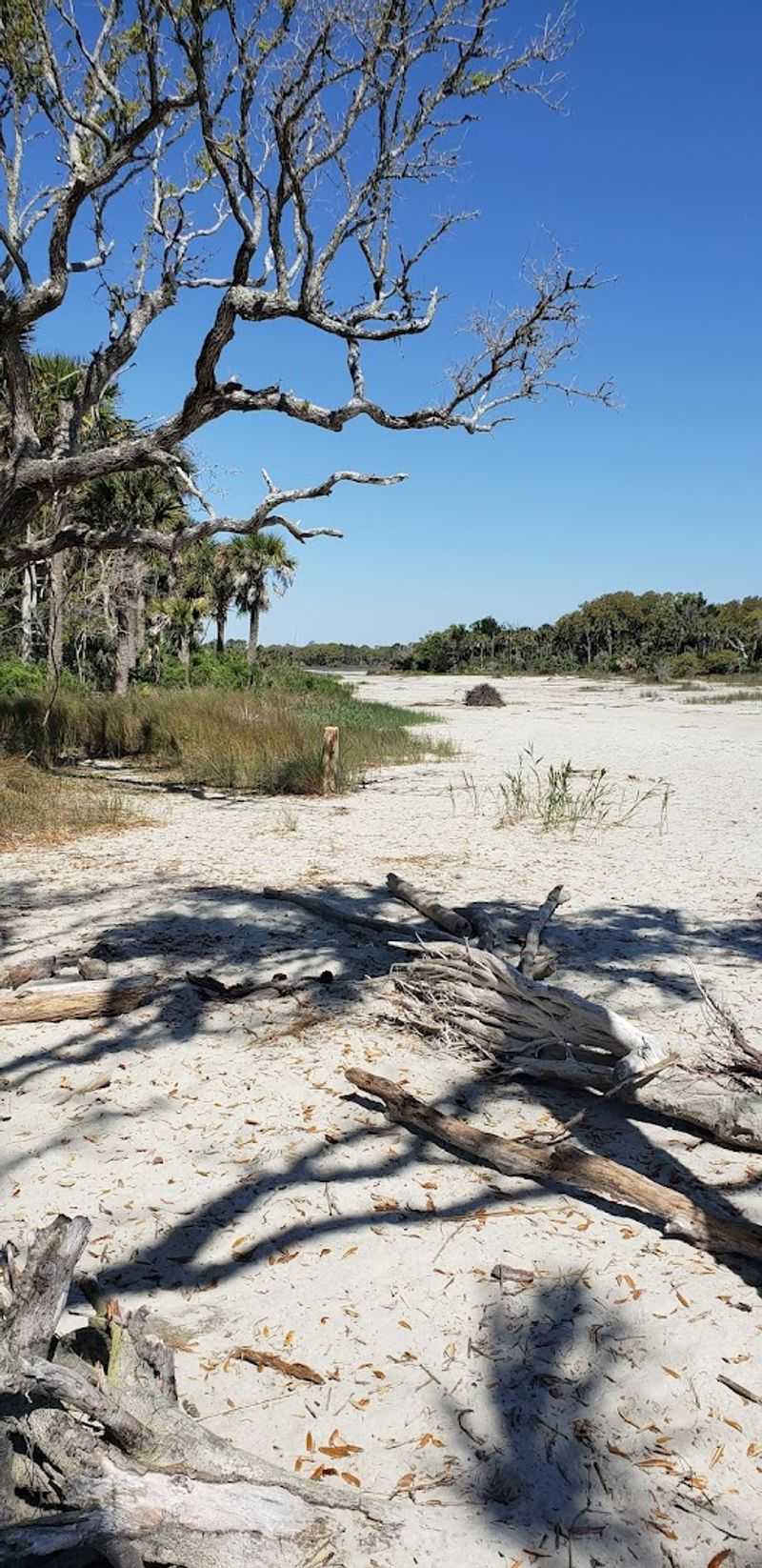 Shells Cover The Beach Like Treasure