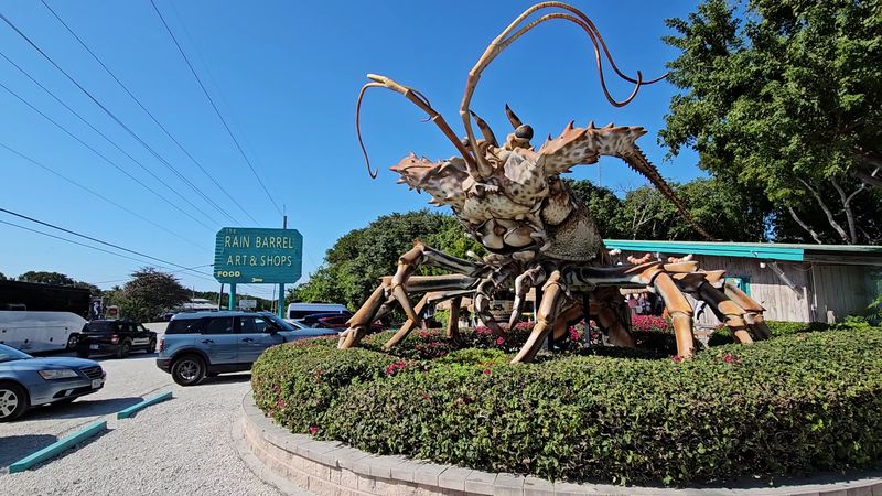She's The World's Largest Florida Lobster She's The World's Largest Florida Lobster