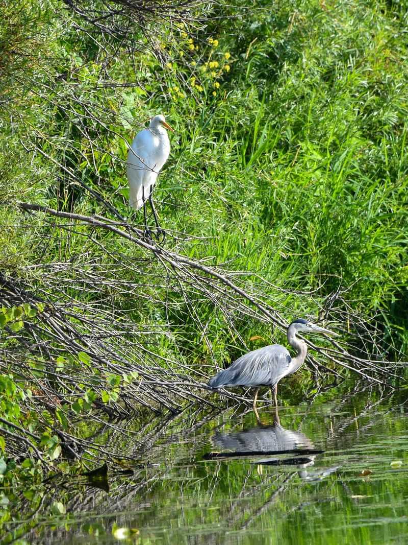Shiawassee National Wildlife Refuge