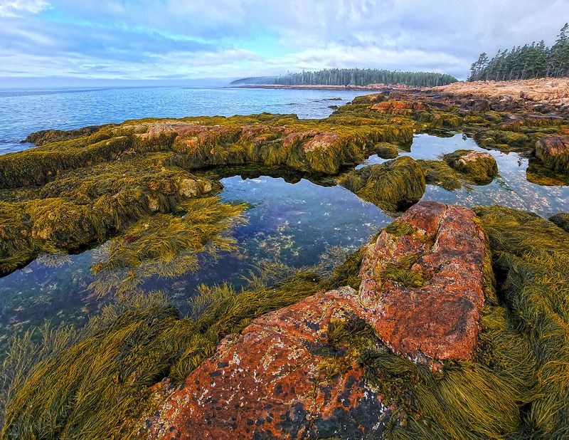 Ship Harbor Trail, Acadia National Park, Southwest Harbor