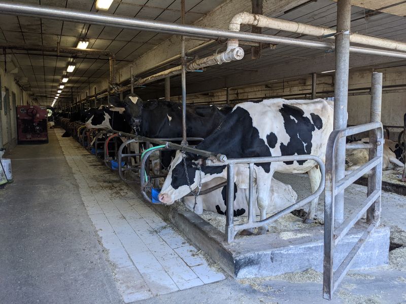 Tours Reveal The Cheesemaking Process