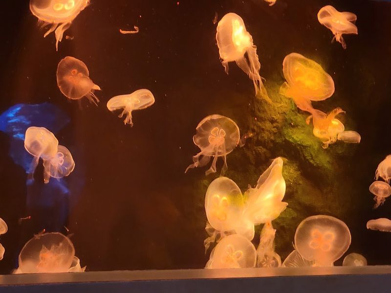 Jellies In Slow Time