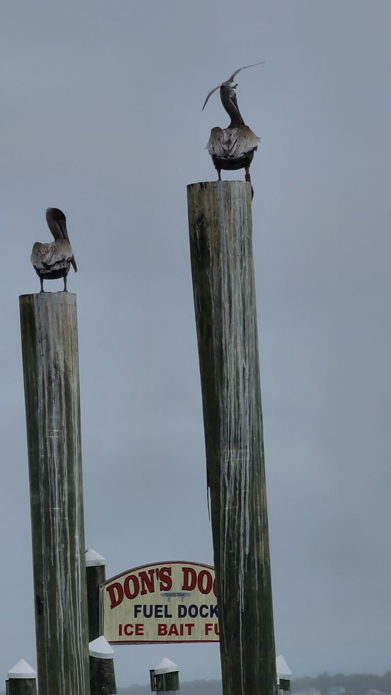 Pelicans, Egrets, And The Fishermen’s Parade