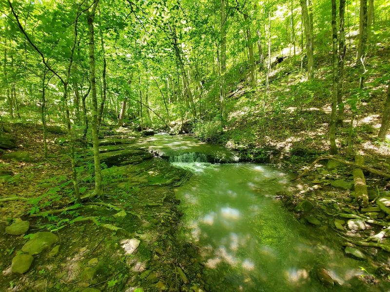 Lush Green Canopy Creating A Secluded Atmosphere