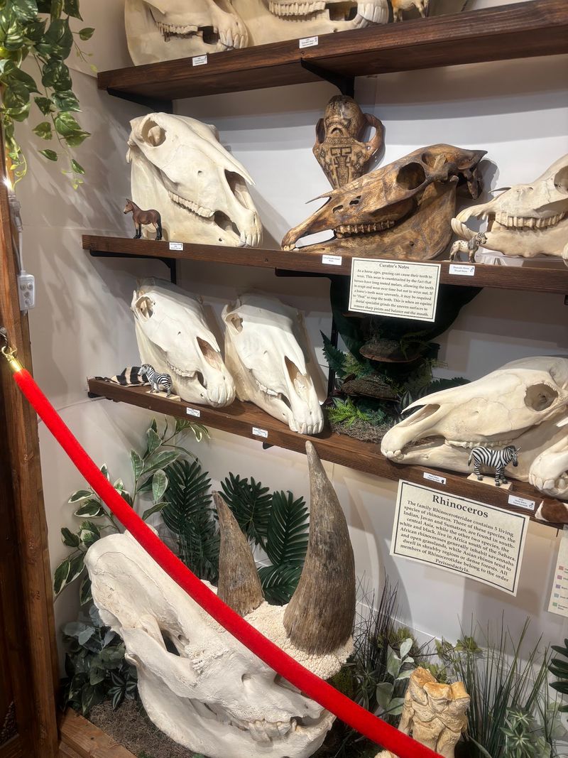 Showstopping Skulls That Make You Gasp Showstopping Skulls That Make You Gasp