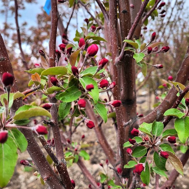 Shrubs That Solve Real Yard Problems Shrubs That Solve Real Yard Problems