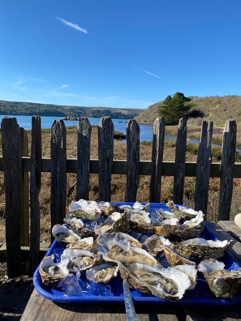 Shuck Oysters Beside Tomales Bay