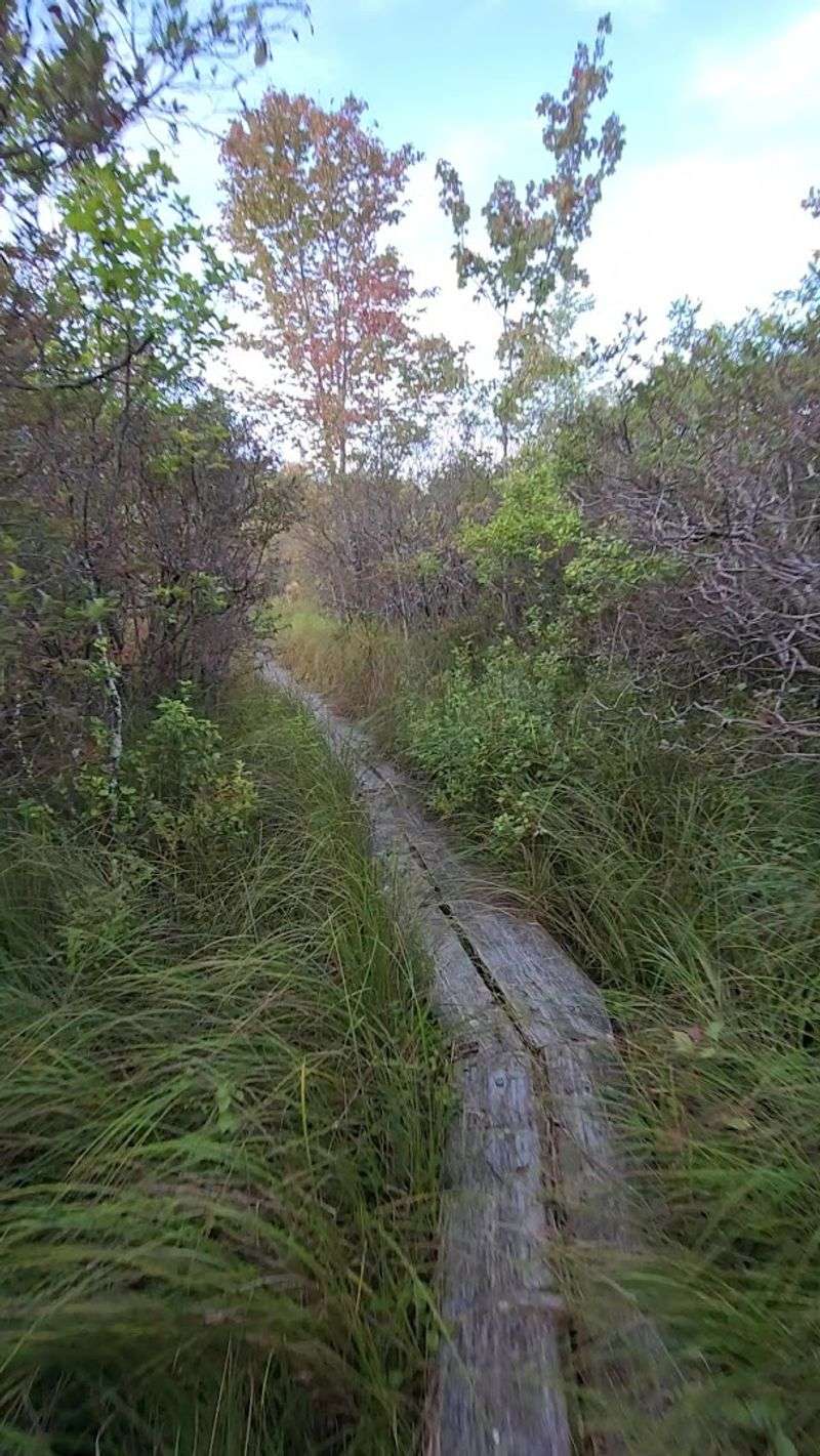 Boardwalk Trail, Thomas Darling Preserve At Two-Mile Run