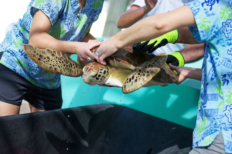 Loggerhead Marinelife Center & Juno Beach – Juno Beach, FL