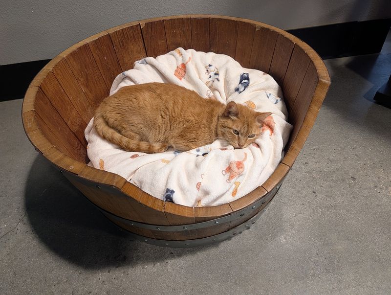 Simple House Rules Keep Cats Happy