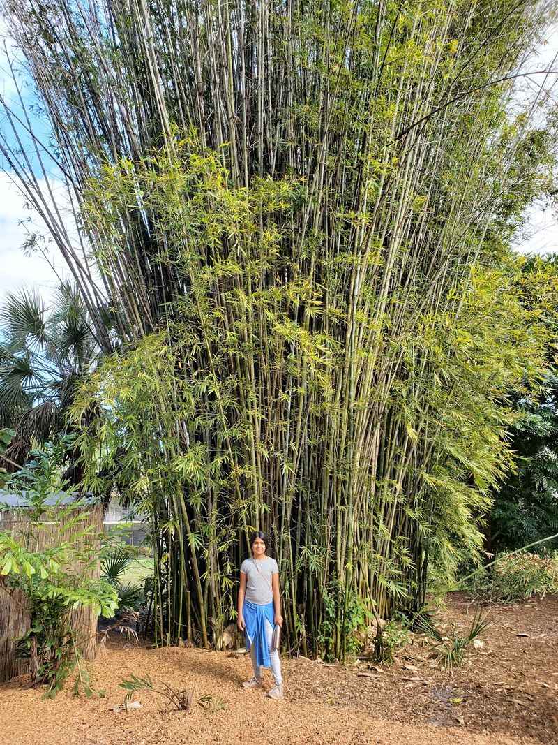 Singing Bamboo Groves