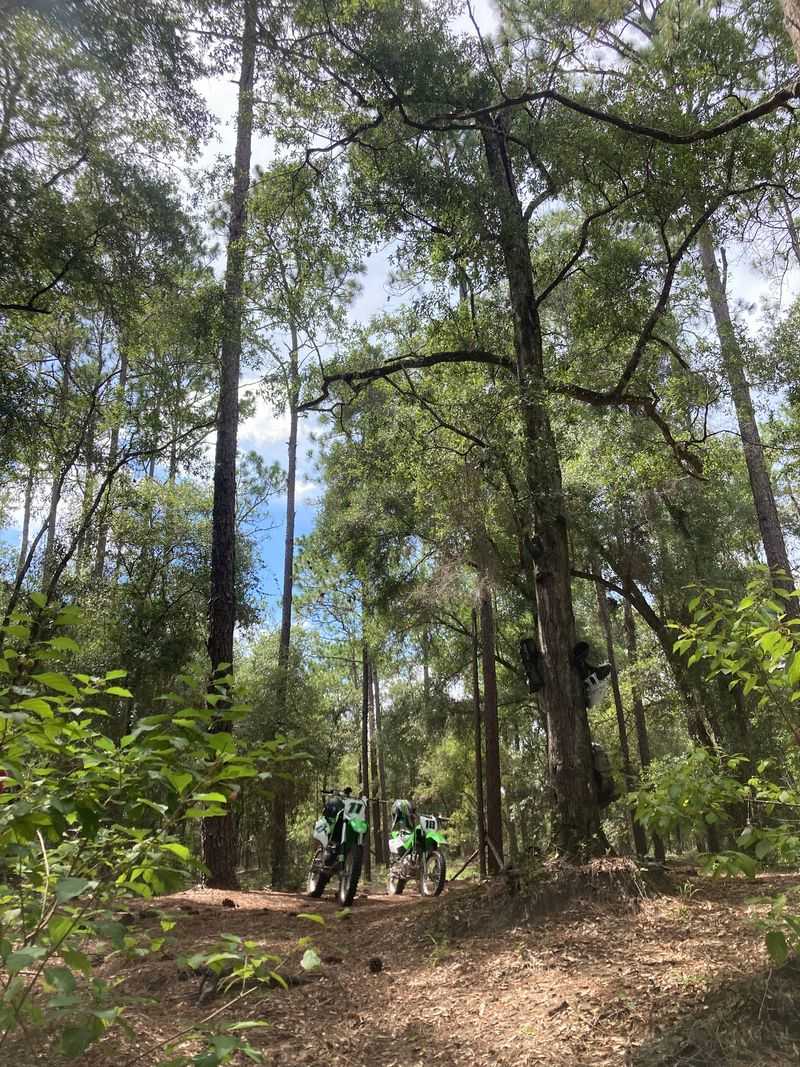 Single Track Magic Under The Pines