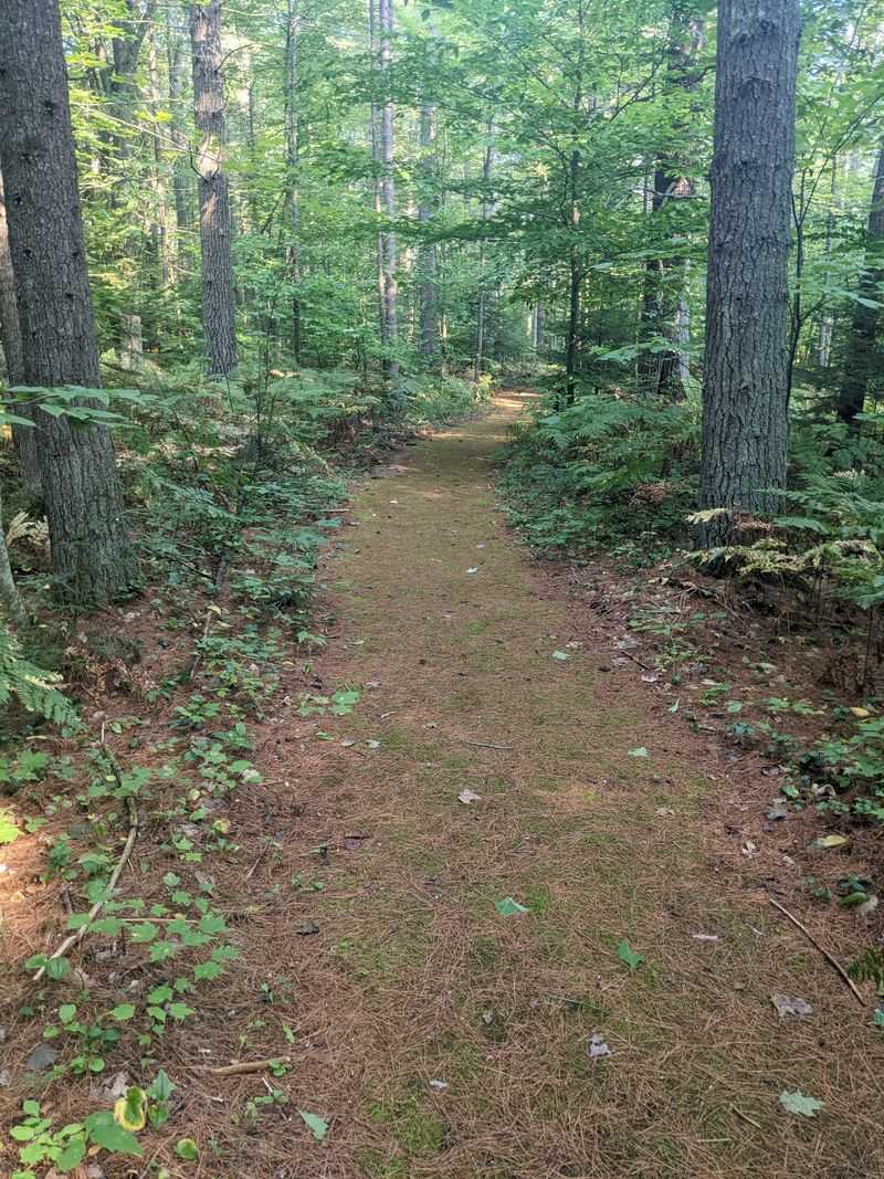 Black Mountain Pathway, Onaway area