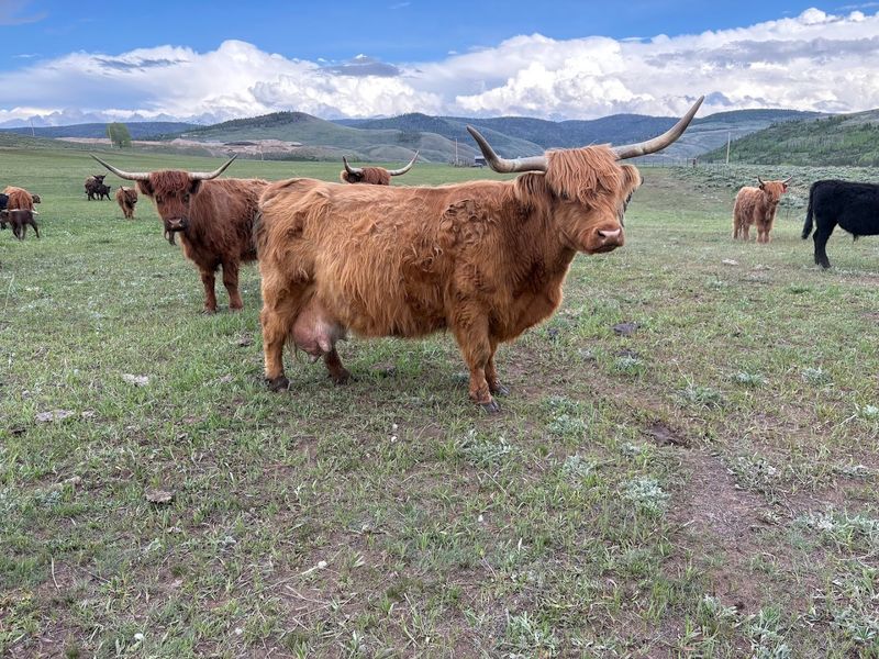 Sisu Farms