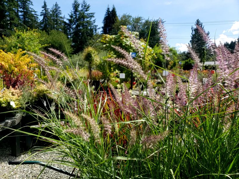 Six Acres Of Plants That Actually Grow Here