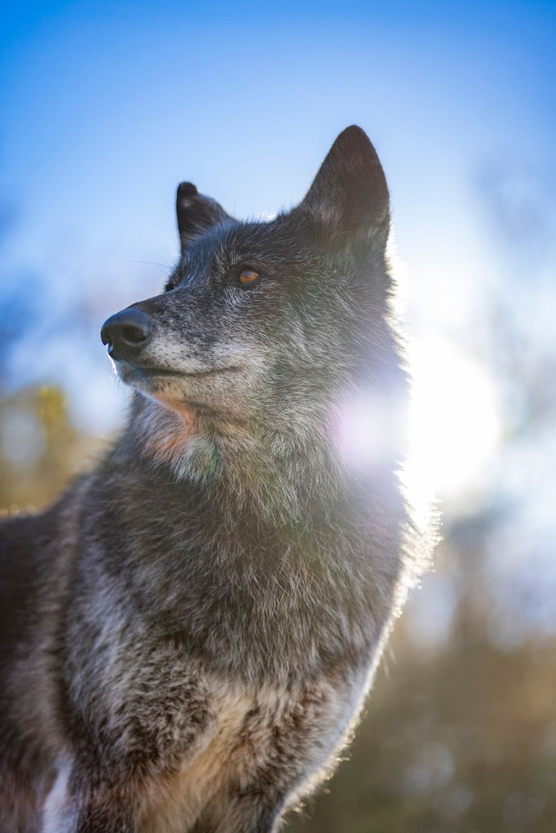 Six Furry Personalities You'll Probably Play Favorites With