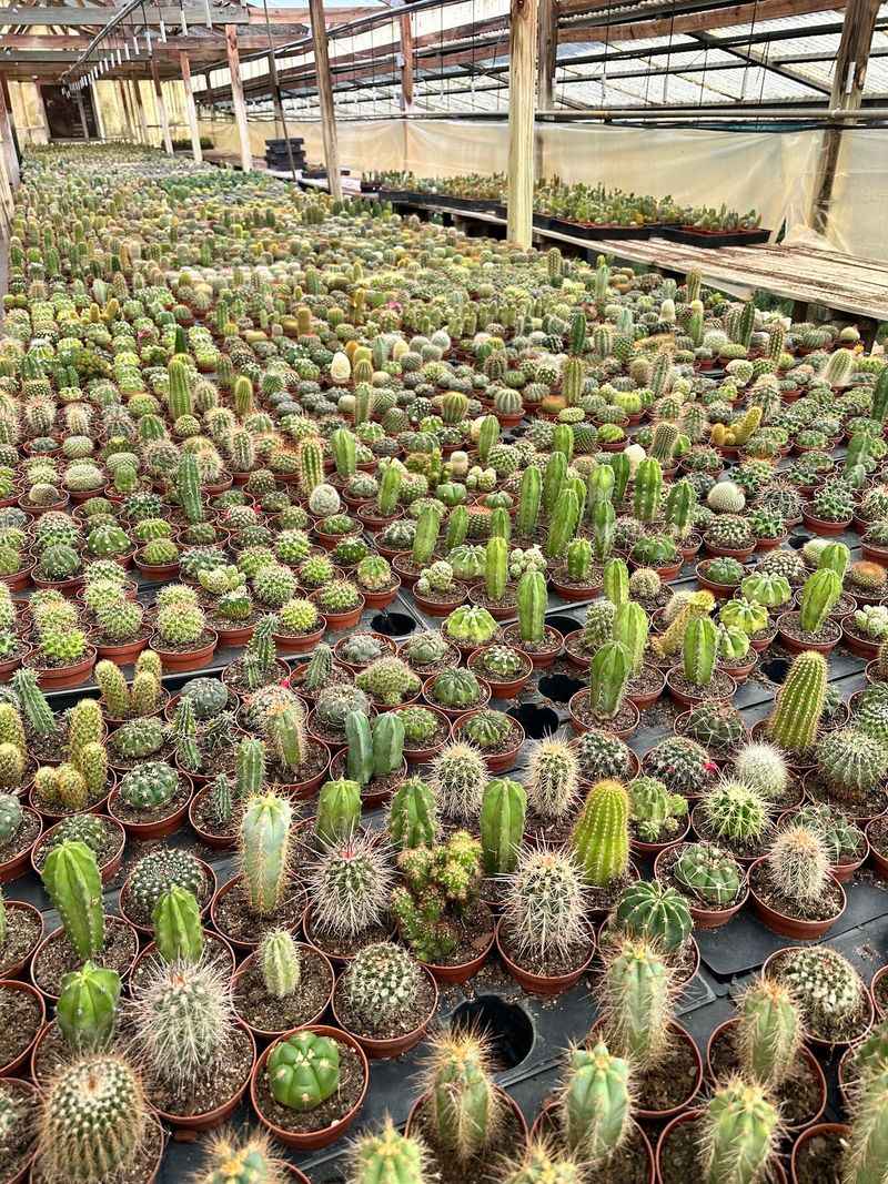 Sixty-Plus Years Of Growing Prickly Things