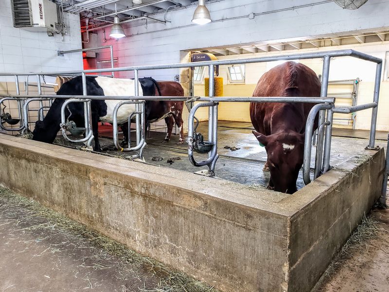 Sixty Years Of City Kids Meeting Cows Sixty Years Of City Kids Meeting Cows