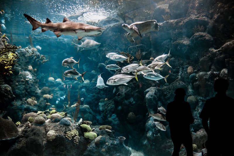 Sleeping With The Fishes Is A Real Overnight Program Sleeping With The Fishes Is A Real Overnight Program