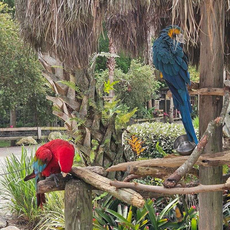 Sloth Encounter And Animal Experiences