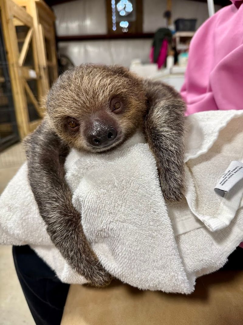 Sloth Encounters Are A Dream Come True