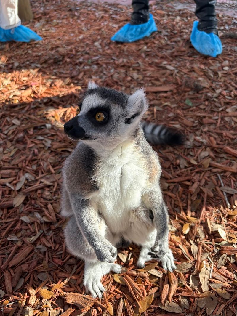 Kangaroo Cuddles That Feel Like A Dream Come True